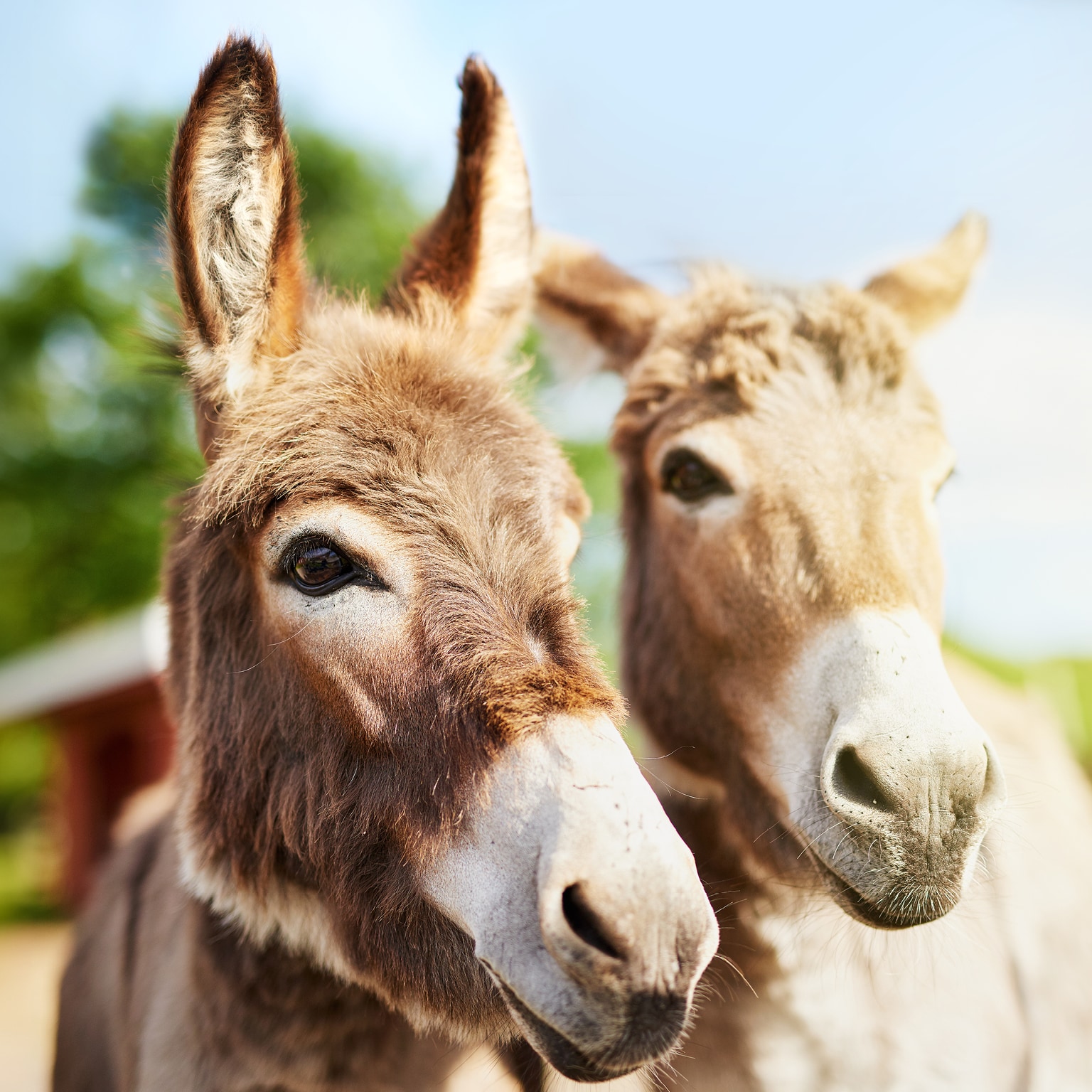 The donkey – a miracle creature. From beast of burden to faithful companion