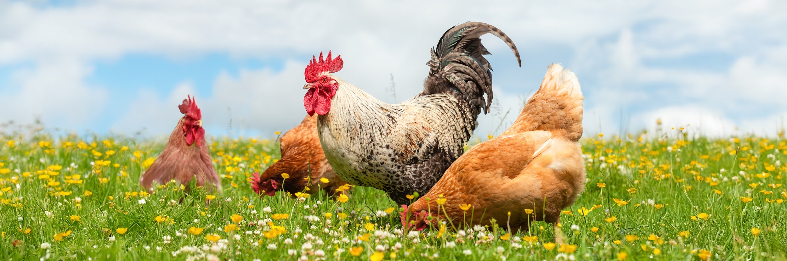 Welcome to the Chicks‘ Club – why chickens make you happy