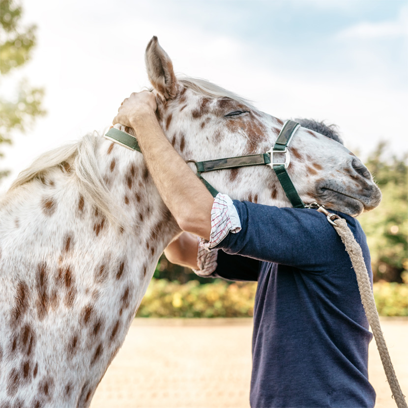 horses