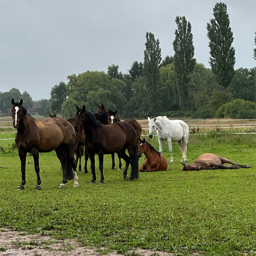 horses