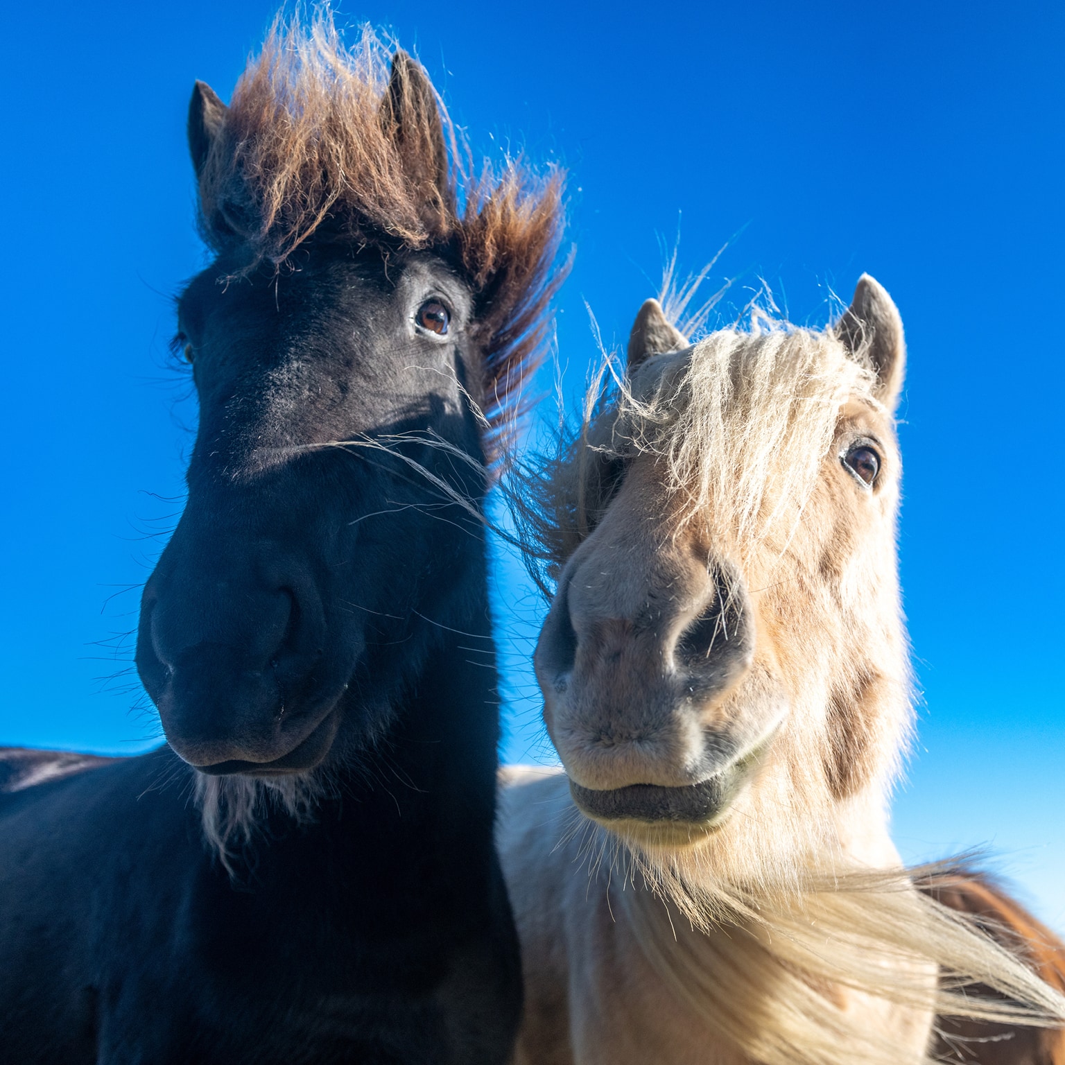 Das Leben ist (k)ein Ponyhof